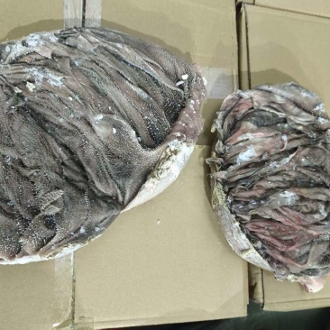牛毛肚厂家直销一手货源保质保量欢迎各大老板采购咨询