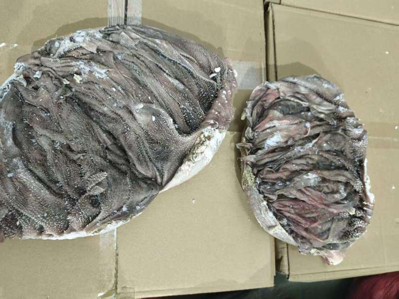牛毛肚厂家直销一手货源保质保量欢迎各大老板采购咨询