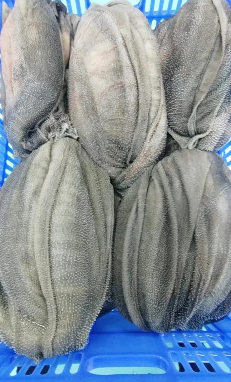 牛毛肚厂家直销一手货源保质保量欢迎各大老板采购咨询
