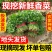 小叶香菜产地看货论价保质保量欢迎订购