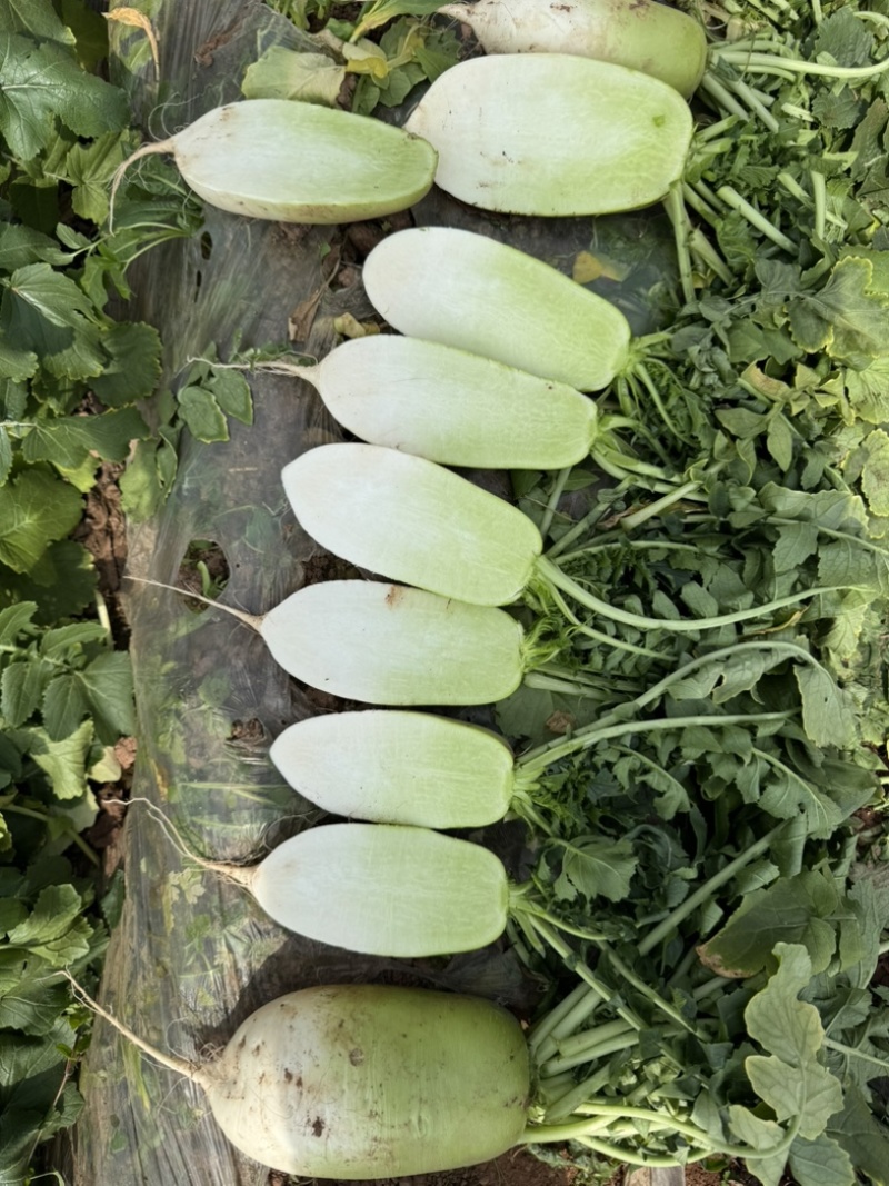 青头萝卜，水果萝卜