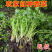 小叶香菜产地看货论价保质保量欢迎订购