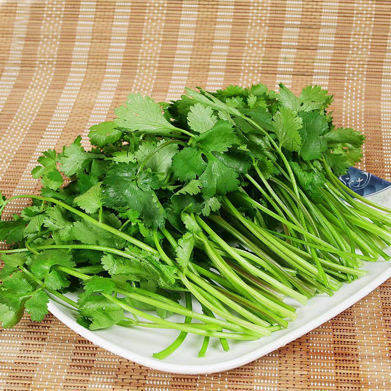 小叶香菜产地看货论价保质保量欢迎订购