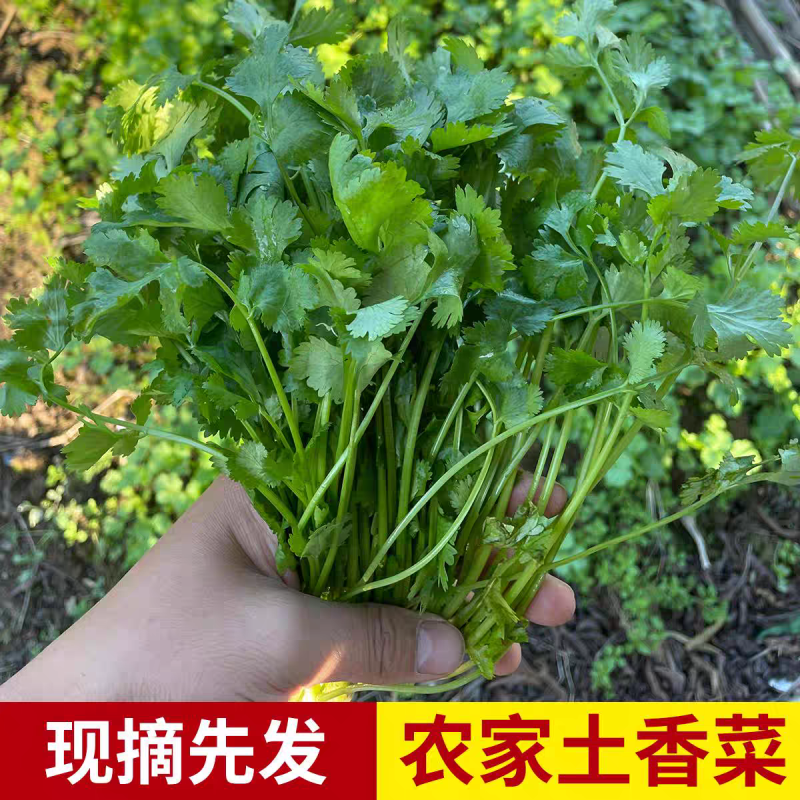 小叶香菜产地看货论价保质保量欢迎订购