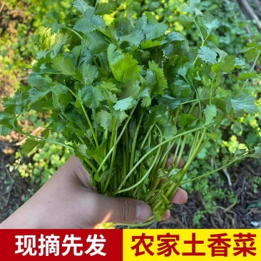 大叶香菜产地看货论价保质保量欢迎订购支持发货