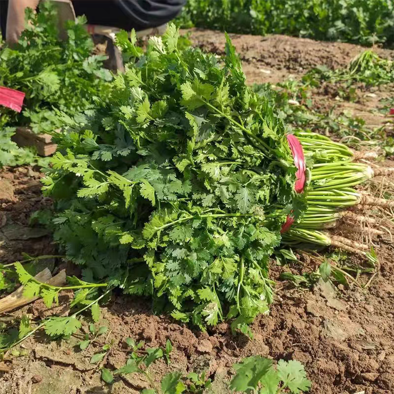 大叶香菜产地看货论价保质保量欢迎订购支持发货