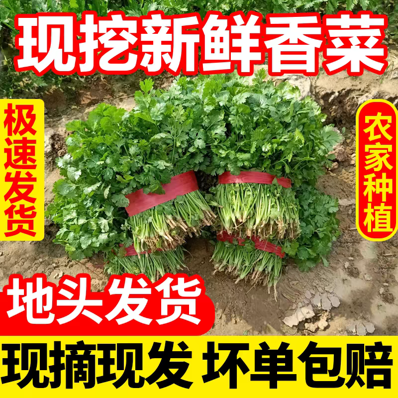 大叶香菜产地看货论价保质保量欢迎订购支持发货