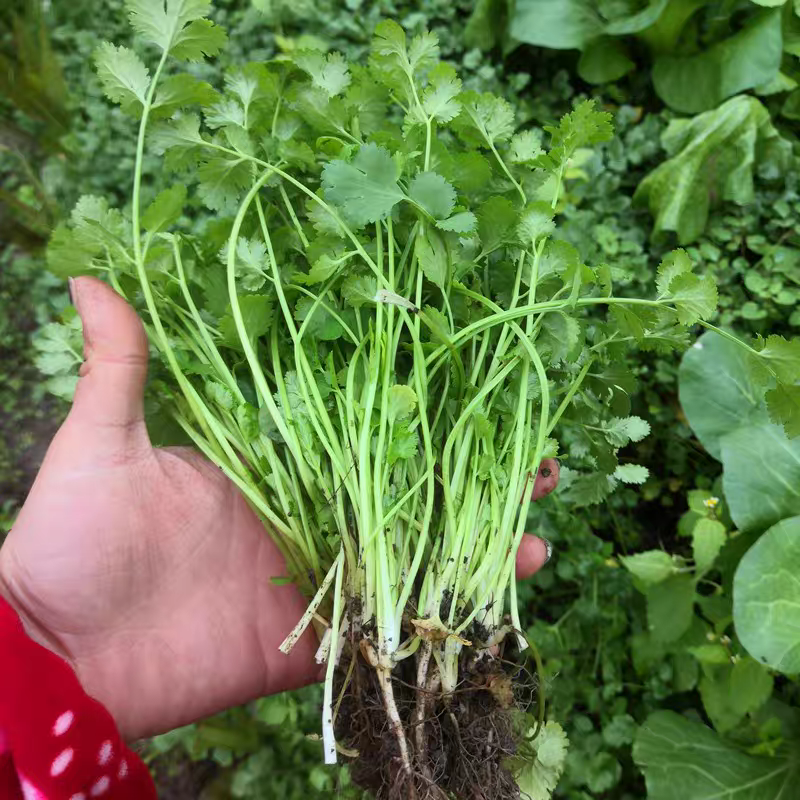 大叶香菜产地看货论价保质保量欢迎订购支持发货