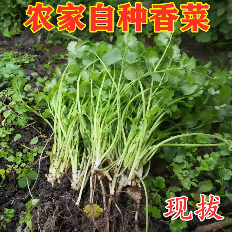 大叶香菜产地看货论价保质保量欢迎订购支持发货