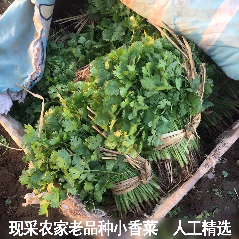 铁杆青香菜产地看货论价一手货源保质保量欢迎订购