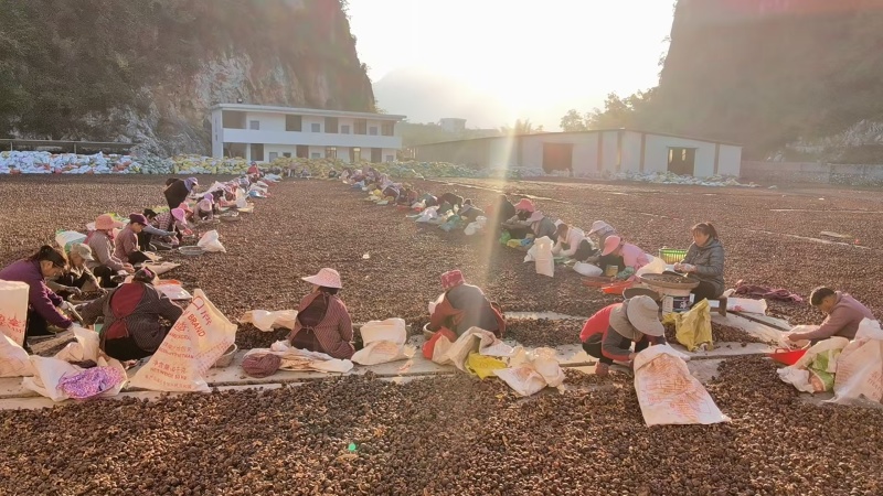 野生山茶油工厂制作场地