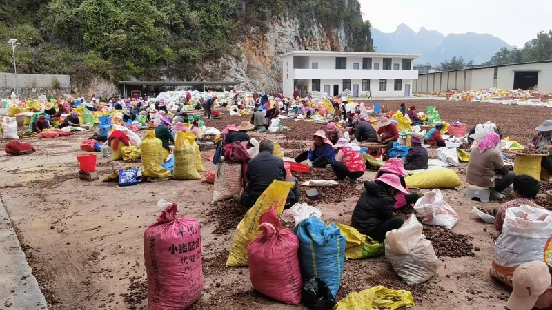 野生山茶油工厂制作场地