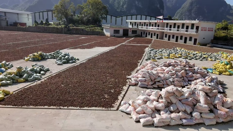 野生山茶油工厂制作场地