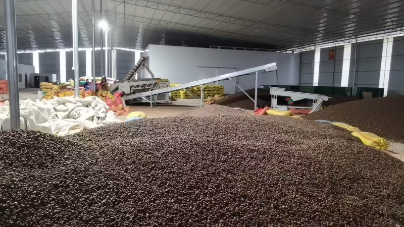 野生山茶油工厂制作场地
