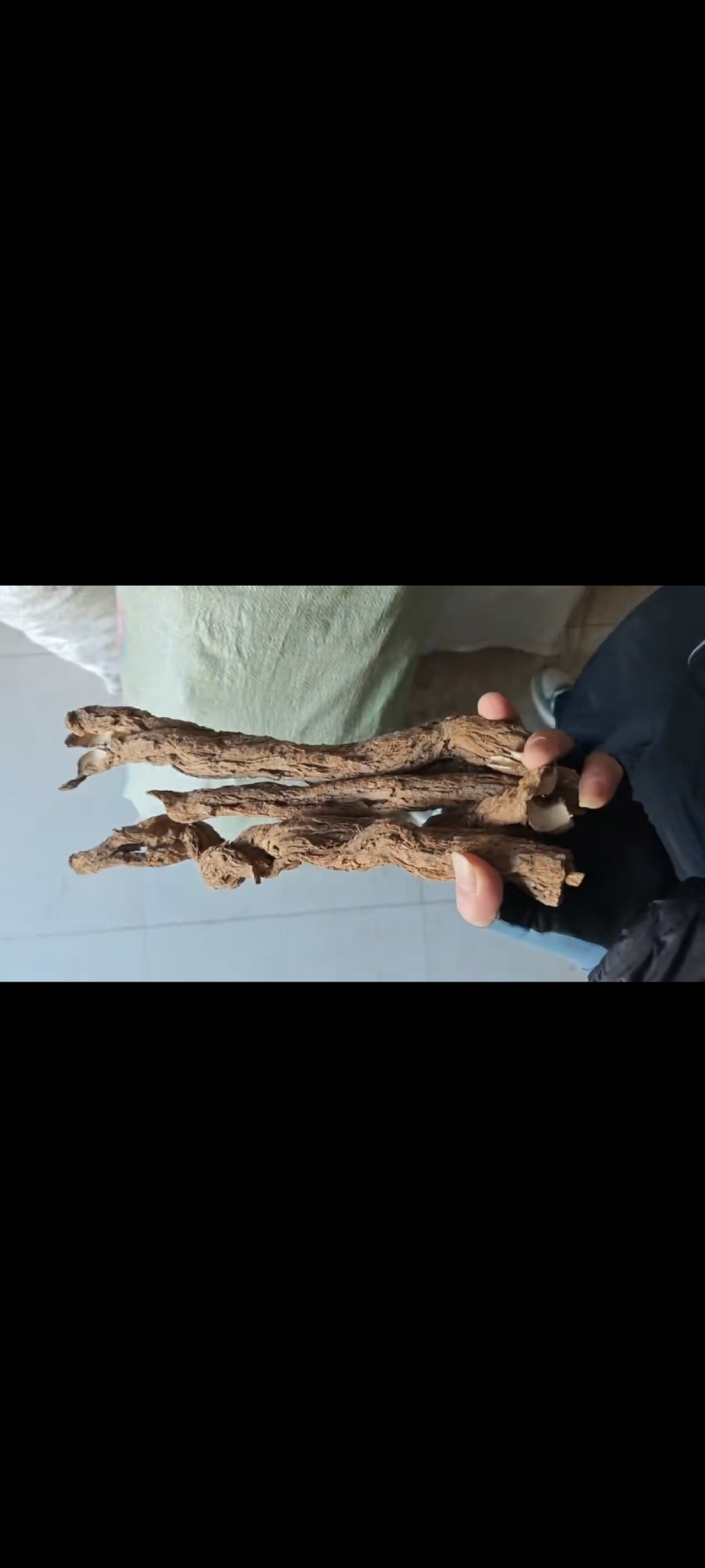 地骨皮大条超大条地骨皮