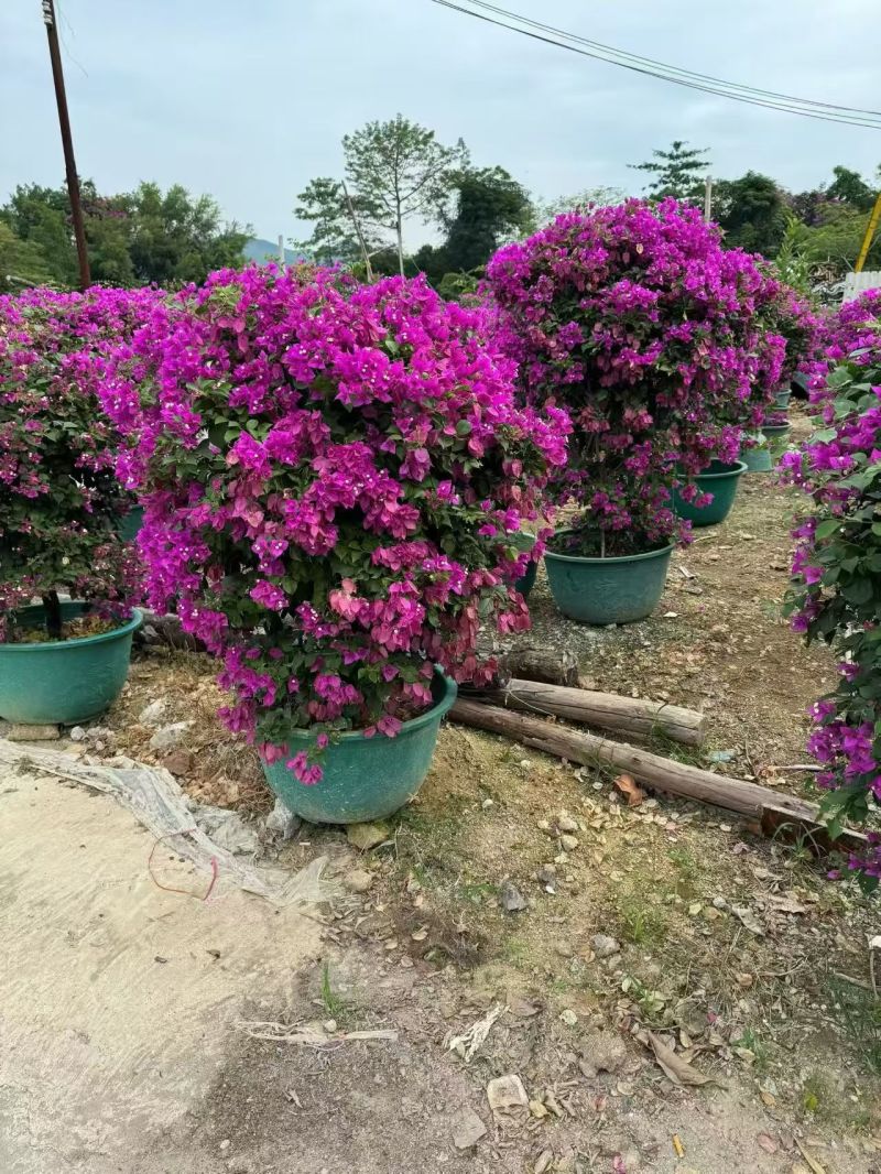 紫花三角梅球60到100高，大量出售