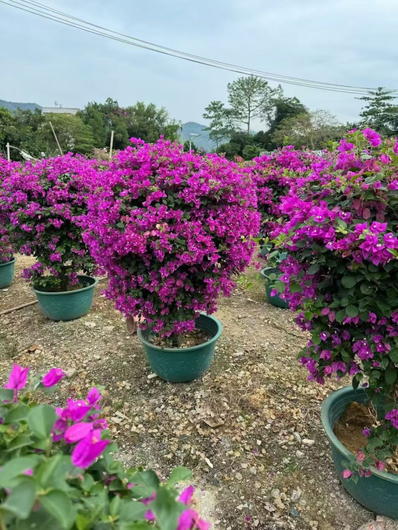 紫花三角梅球60到100高，大量出售