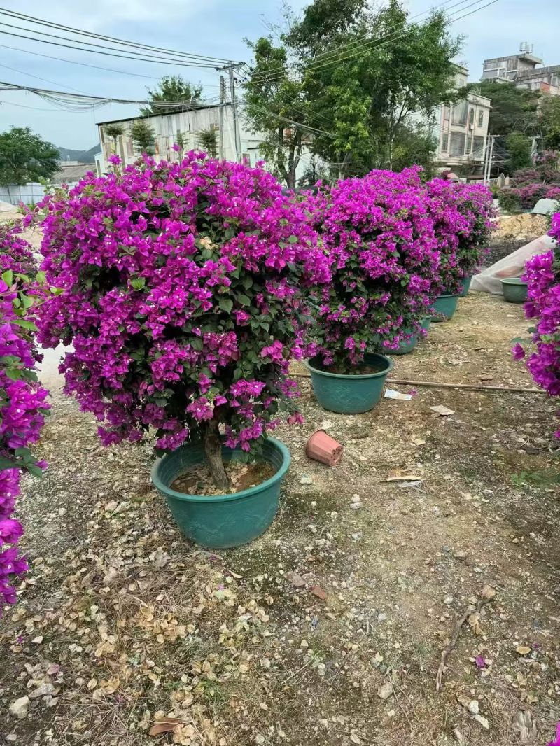 紫花三角梅球60到100高，大量出售