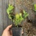 32蓝莓苗