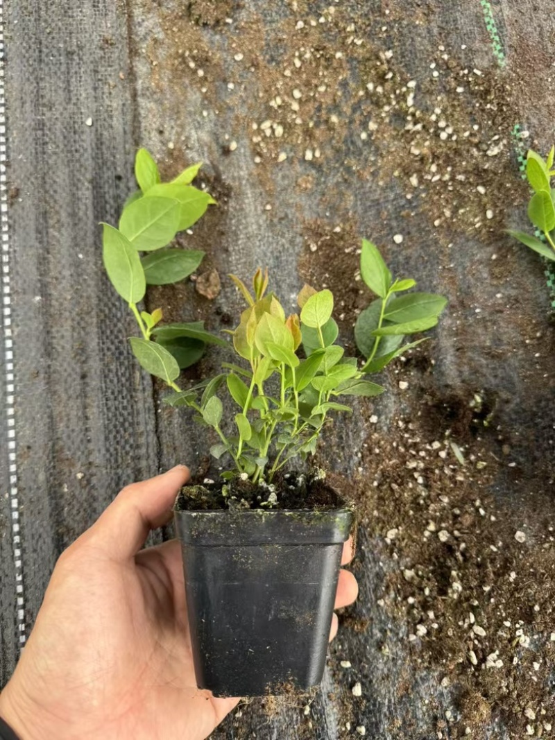 32蓝莓苗