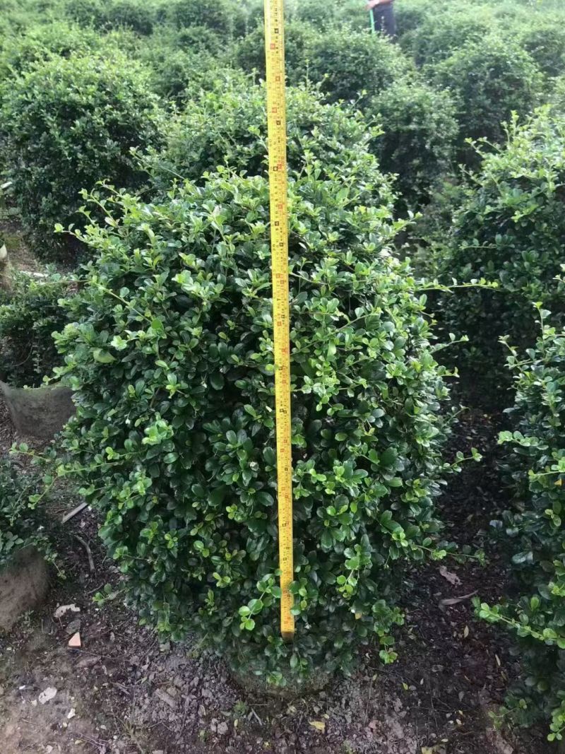 福建茶球60~80高大量出售