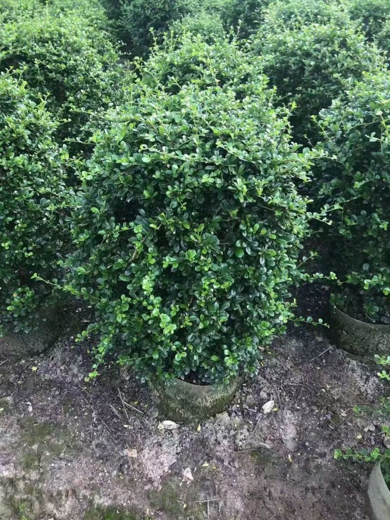 福建茶球60~80高大量出售