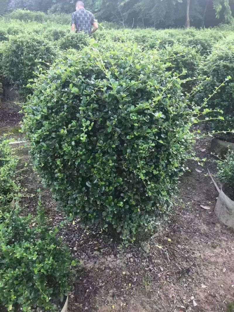 福建茶球60~80高大量出售