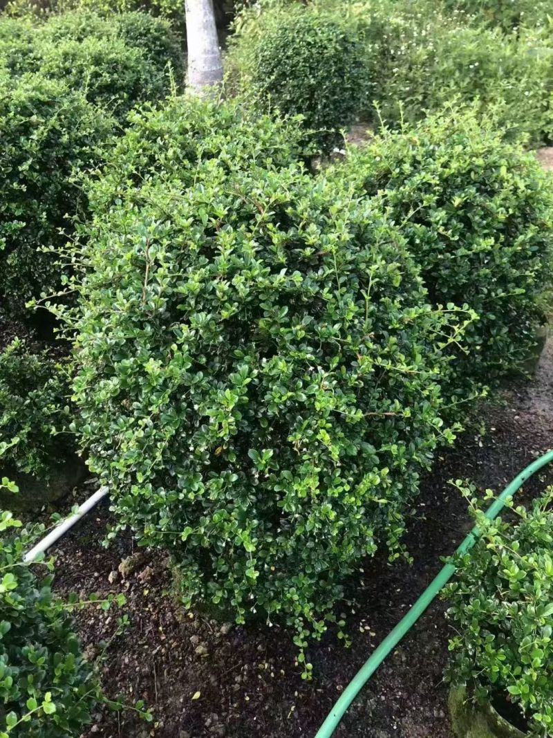福建茶球60~80高大量出售