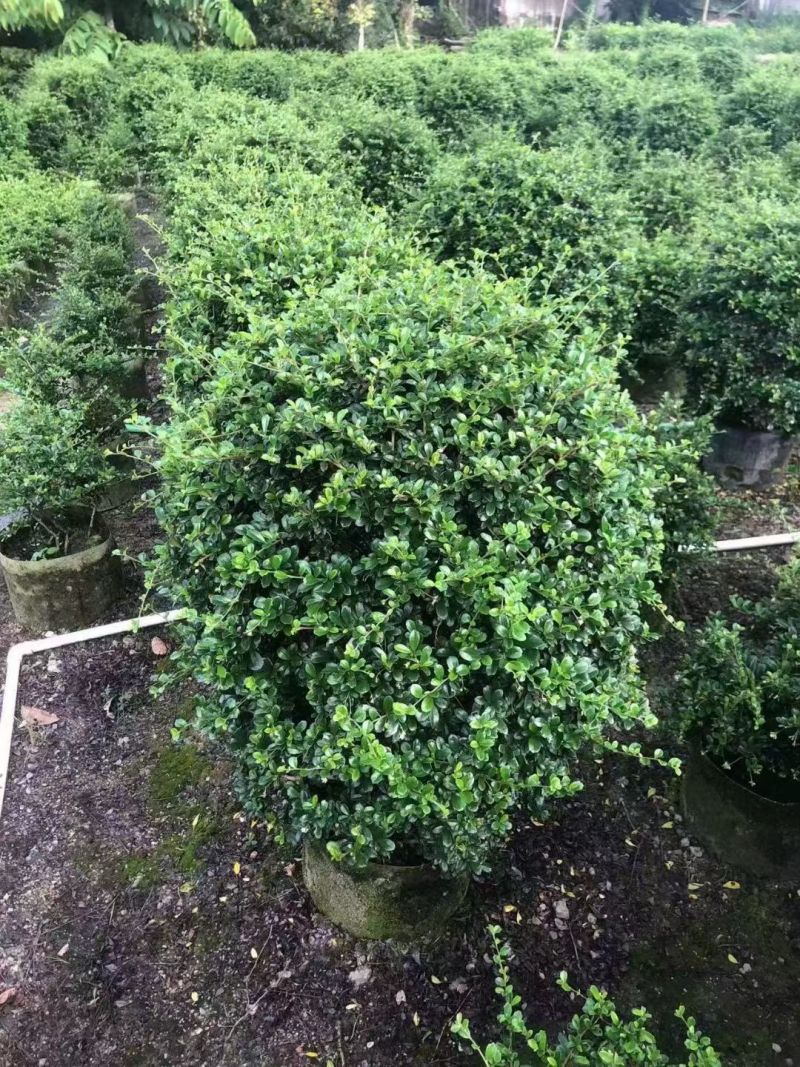 福建茶球60~80高大量出售