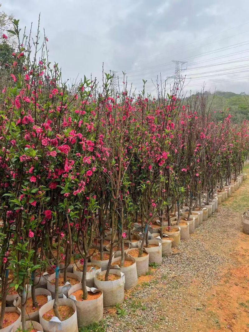 桃花头径3-12分，大量出售