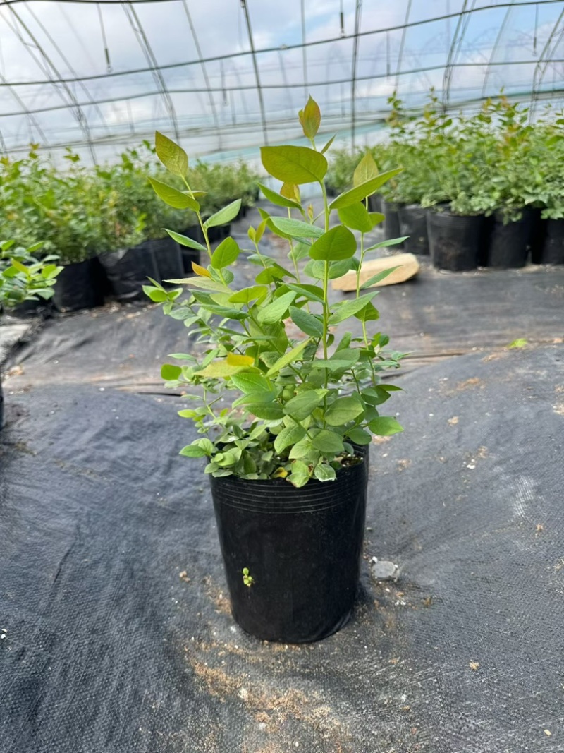 L25蓝莓苗组培苗基地直销