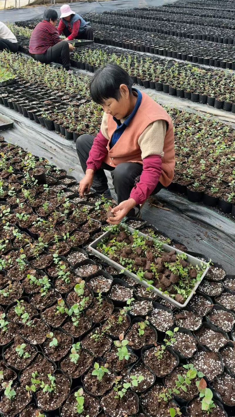 L25蓝莓苗组培苗基地直销