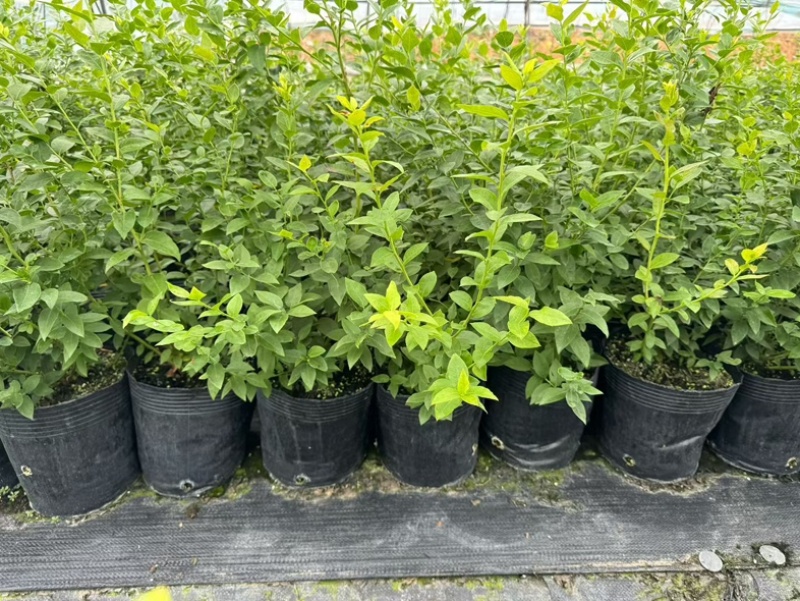 L25蓝莓苗组培苗基地直销