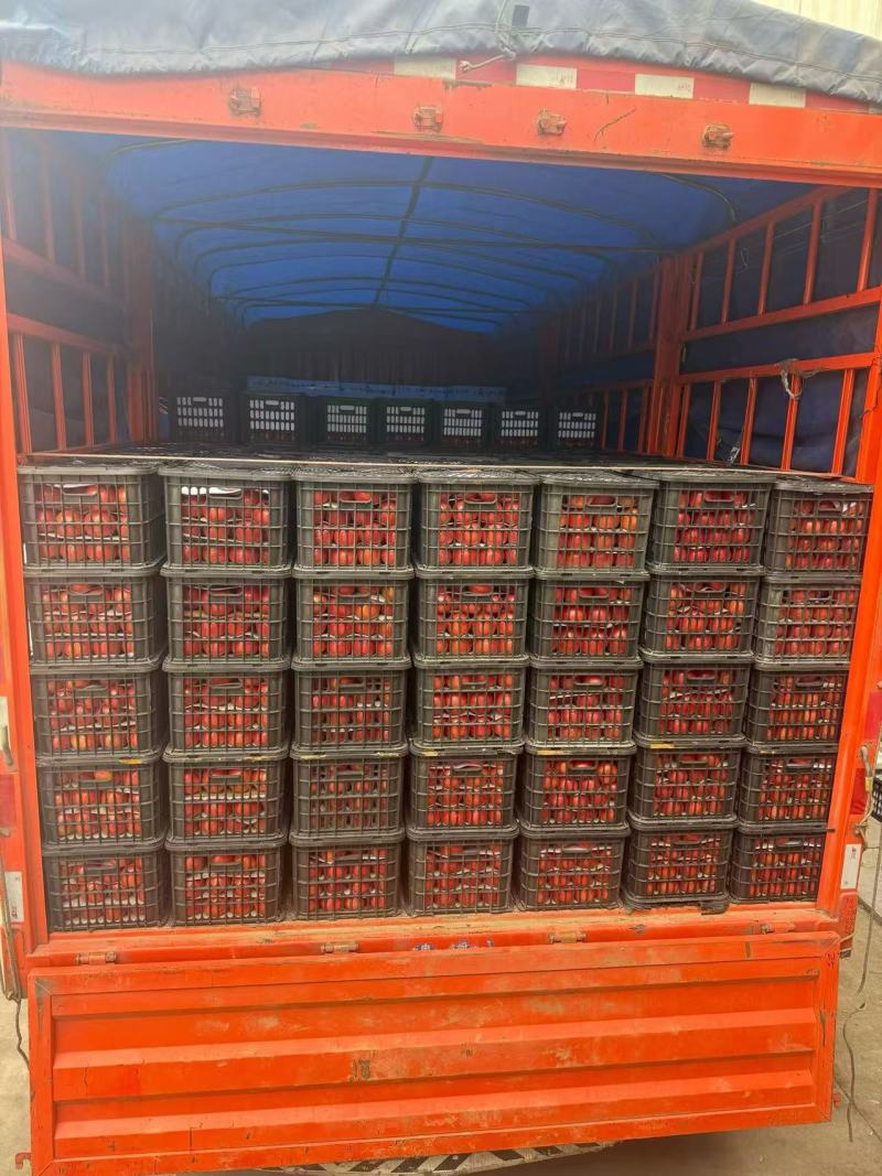 云阳普罗旺斯西红柿