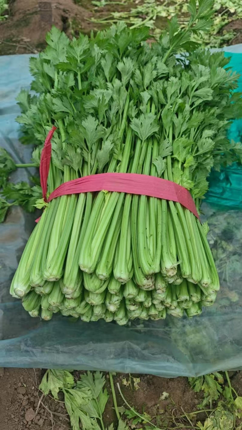 芹菜