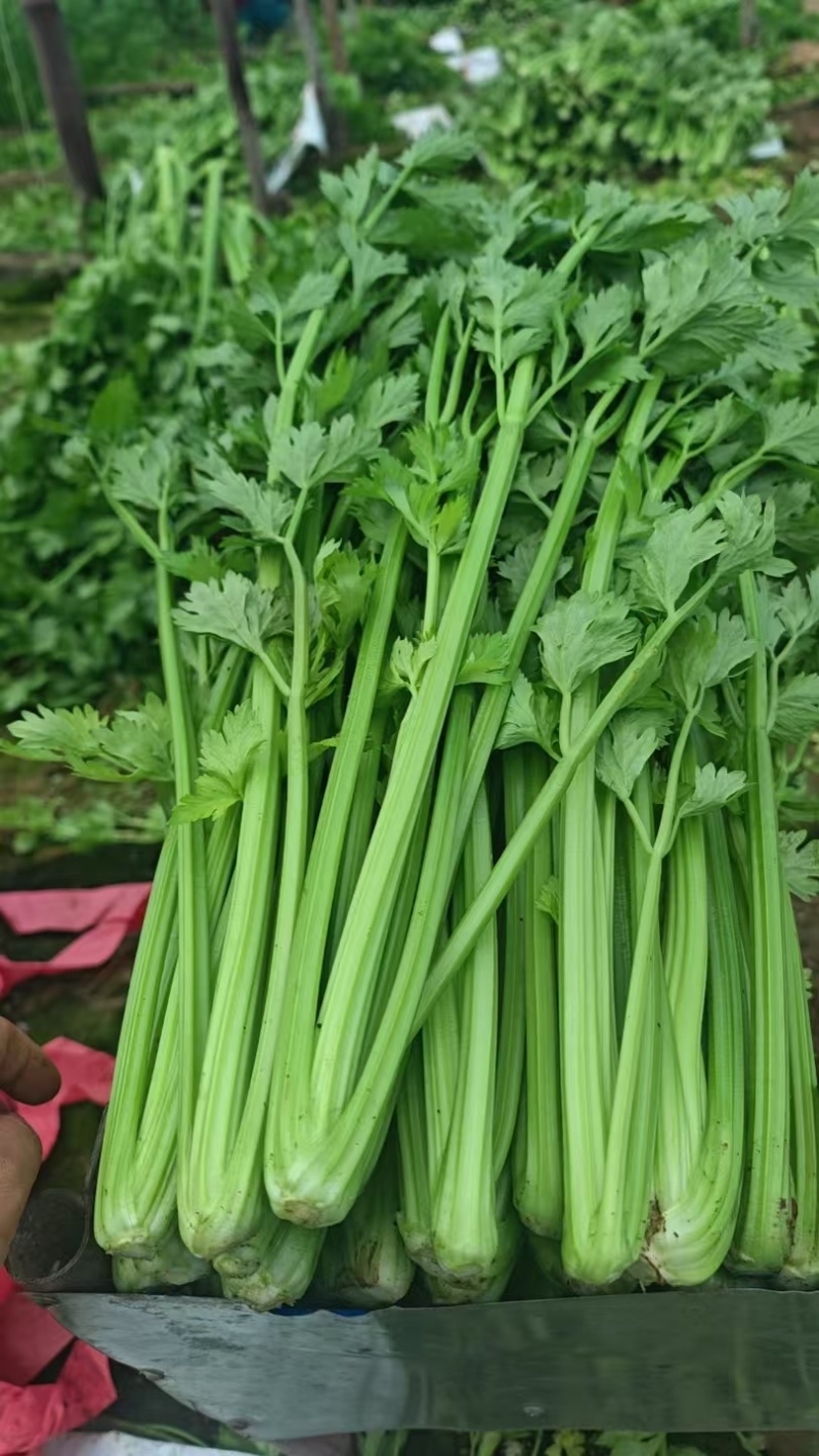 芹菜