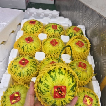 花蕾甜瓜，头茬精品，香脆甜，地头直采，货真价实，诚信经营