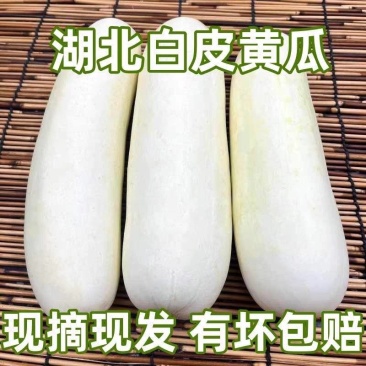 白黄瓜燕白黄瓜产地看货论价一手货源保质保量