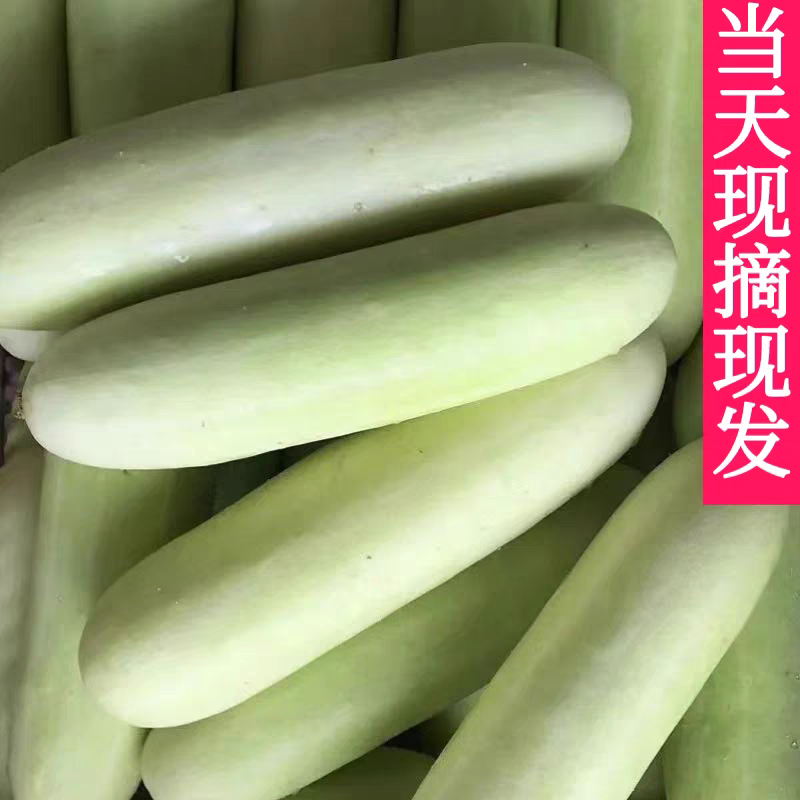白黄瓜燕白黄瓜产地看货论价一手货源保质保量