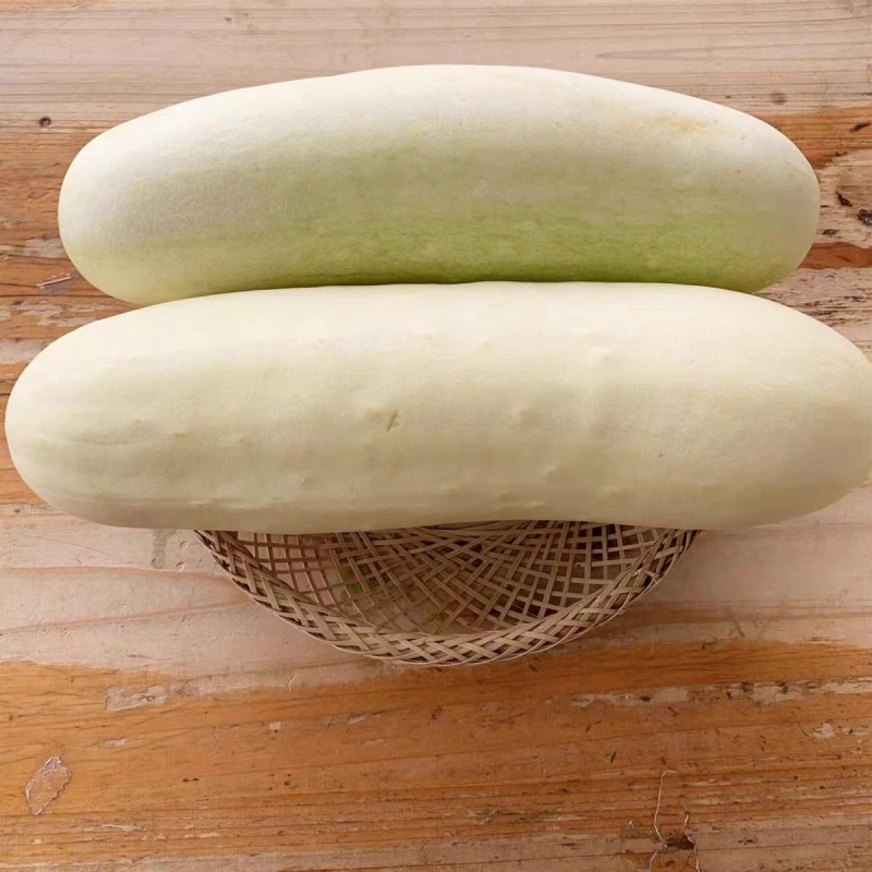 白黄瓜燕白黄瓜产地看货论价一手货源保质保量