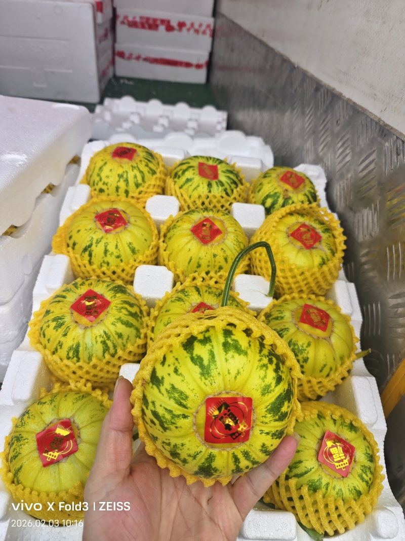 花蕾甜瓜，头茬精品，香脆甜，地头直采，货真价实，诚信经营