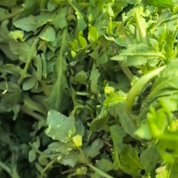 荠菜