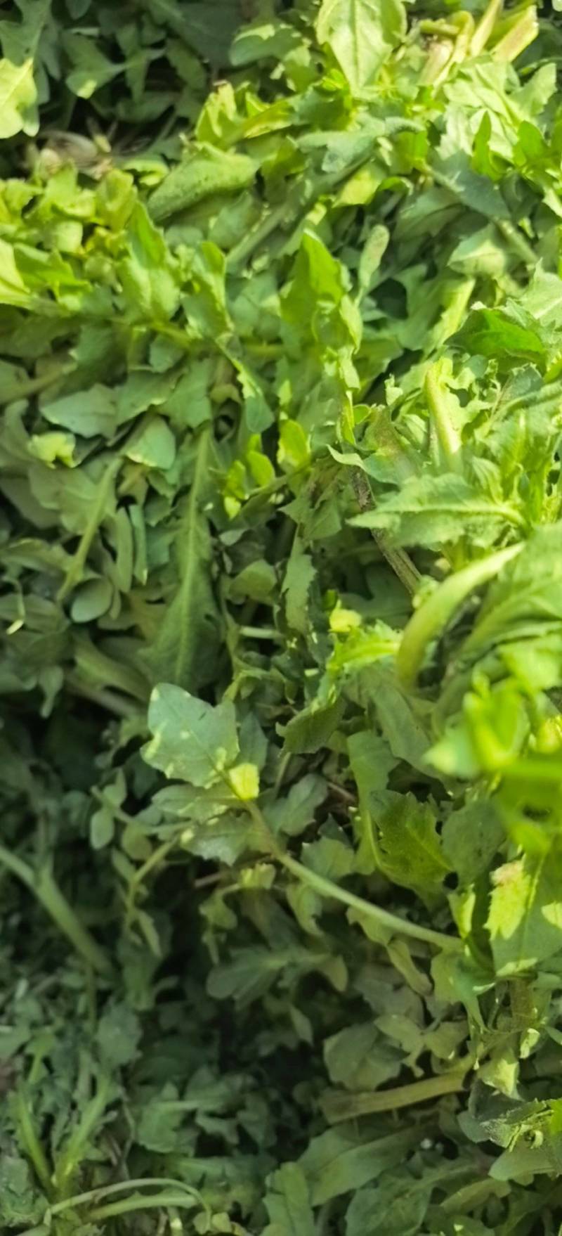 荠菜