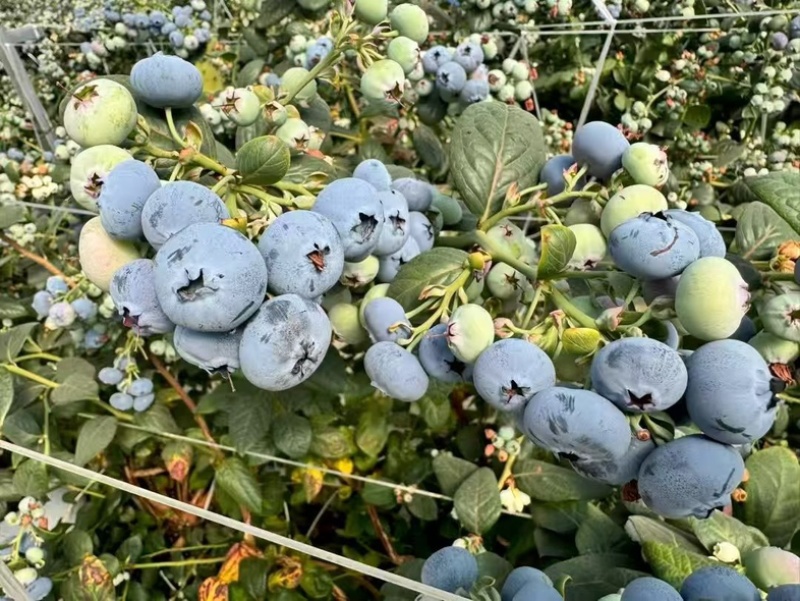 F6蓝莓苗组培苗基地直销