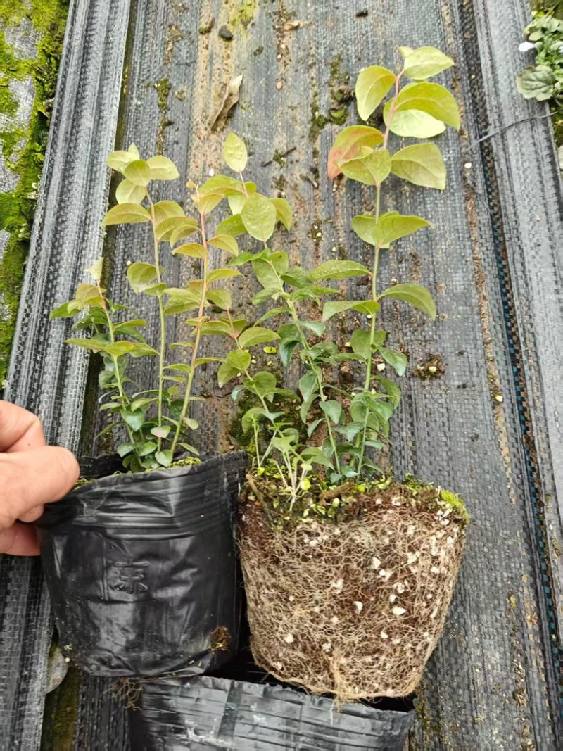F6蓝莓苗组培苗基地直销