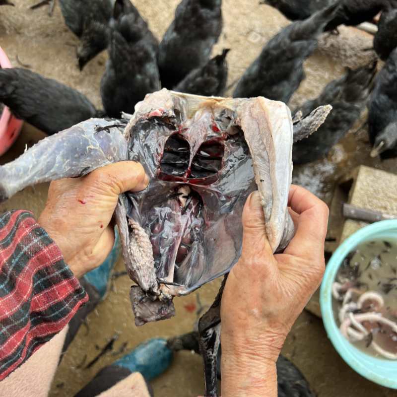 五黑鸡中的“黑珍珠”南城散养现杀现发煲汤**