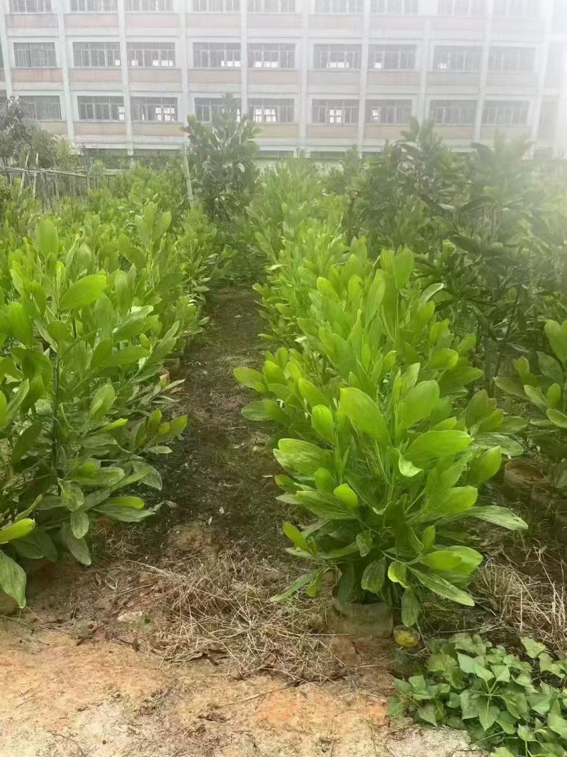 马占相思1米至3米大量出售