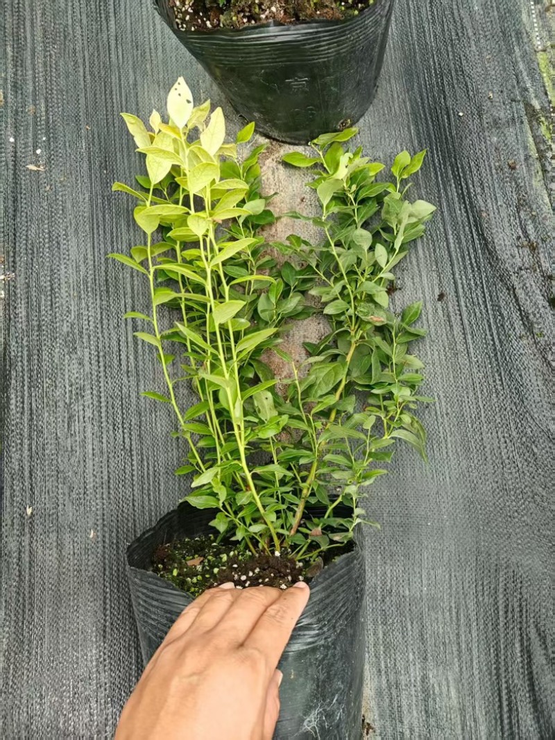 德雷铂蓝莓苗组培苗基地直销