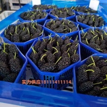 四川大凉山德昌鲜桑葚纯甜桑葚市场供应代办商超社区团购对接