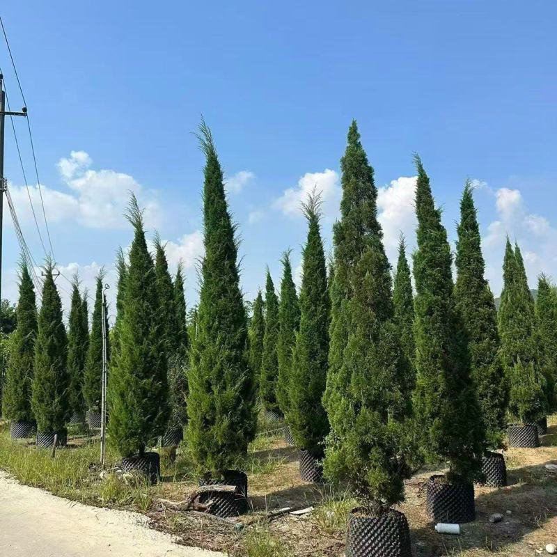 塔松50-400，各种规格，大量低价出售